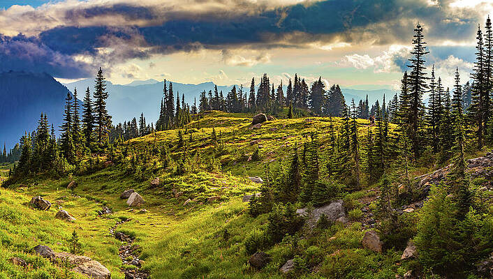 Photograph - Mount Rainier Trail by Tommy Farnsworth