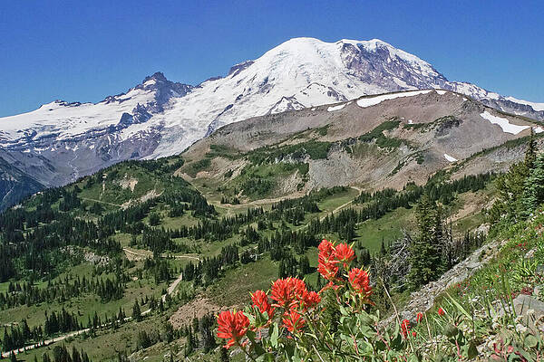 Wall Art featuring the photograph Mount Rainier View With Paintbrush Wildflowers by Nancy Gleason