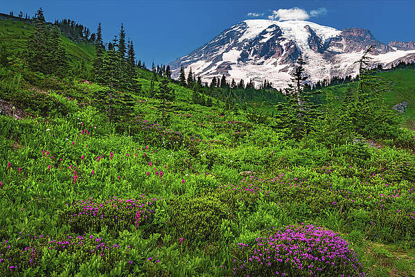 Paradise Photograph - Mount Rainier Wildflowers At Paradise, Washington State by Abbie Warnock