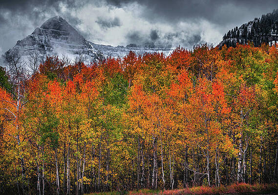 American Photograph - Mount Timpanogos Autumn Colors, Utah by Abbie Warnock