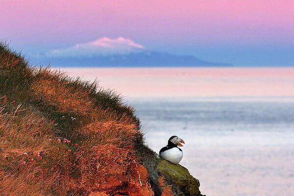Puffin Photograph - Mountain, Bay, Bird by Christopher Mathews