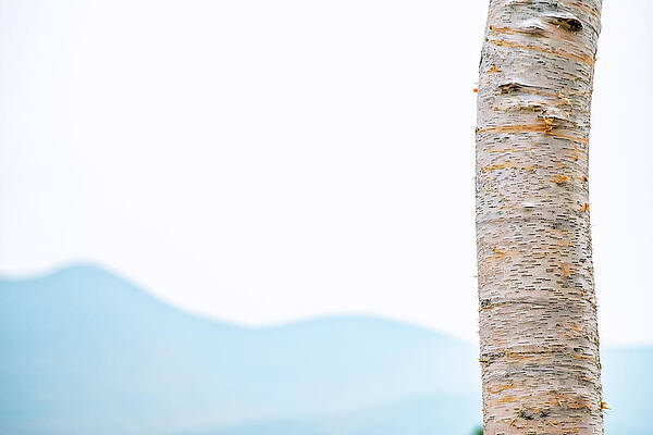 Wall Art featuring the photograph Mountain Birch No. 2 by Jeff Sinon