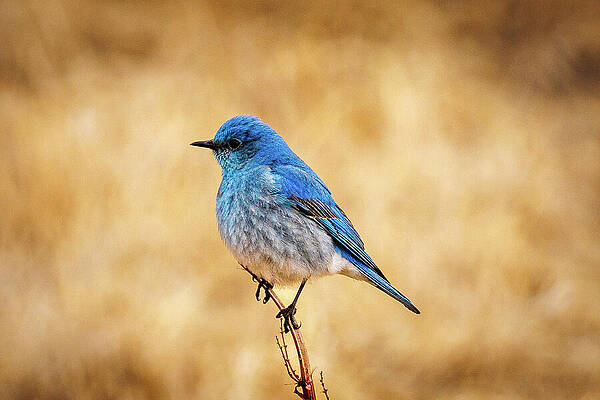 Wildlife Photograph - Mountain Bluebird by Robert Niemeier