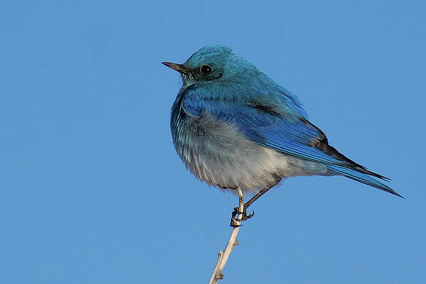 Sky Wall Art featuring the photograph Mountain Bluebird With Bright Blue Sky by Cascade Colors