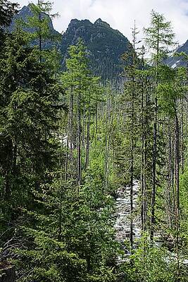 Mountain Forest with Flowing Stream Photograph