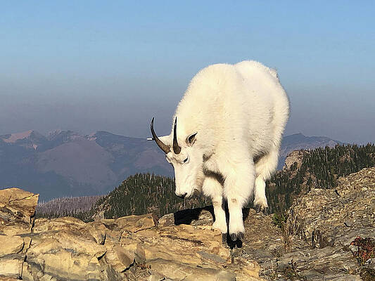Mountain Wall Art featuring the photograph Mountain Goat 2 by Raette Meredith