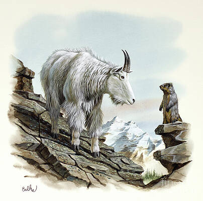 Nature Wall Art featuring the painting Mountain Goat by Don Balke