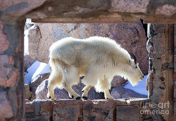 Colorado Wall Art featuring the photograph Mountain Goat In The Window by Shirley Dutchkowski