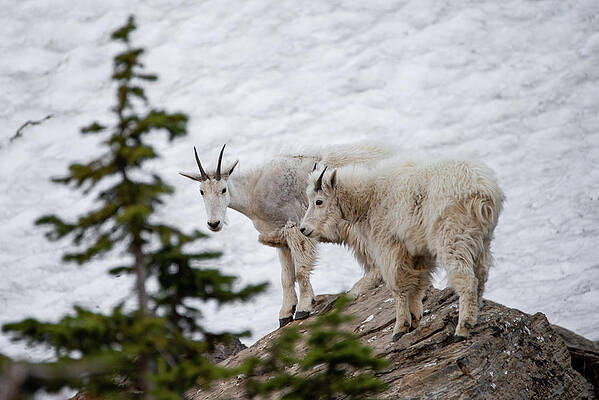 Animal Wall Art featuring the photograph Mountain Goat by Matt Halvorson