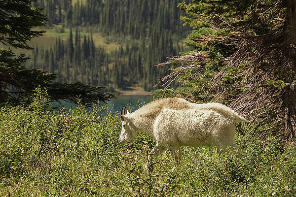 Wilderness Wall Art featuring the photograph Mountain Goat On A Walk by Nancy Gleason