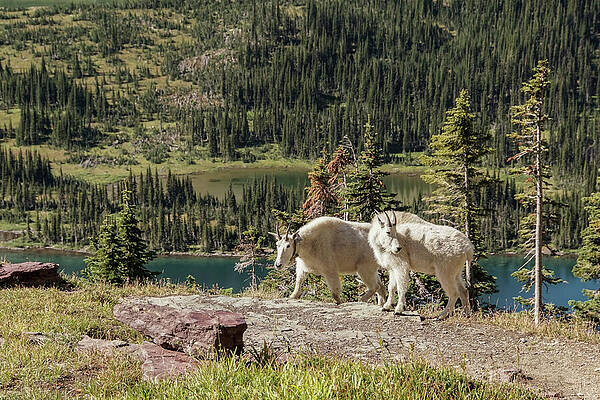 Wall Art featuring the photograph Mountain Goat Pair In Glacier National Park by Nancy Gleason