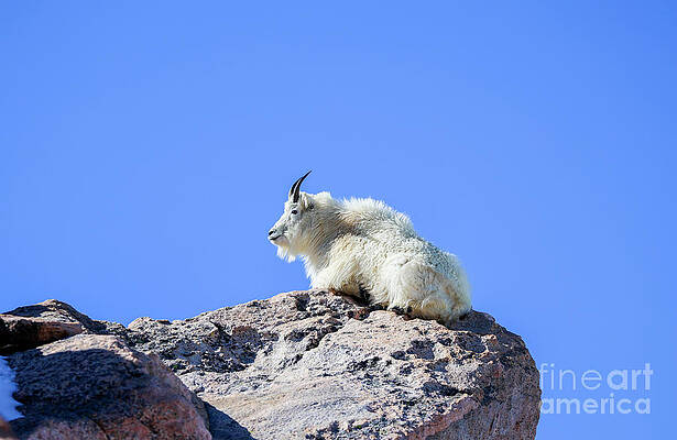 Colorado Wall Art featuring the photograph Mountain Goat by Shirley Dutchkowski