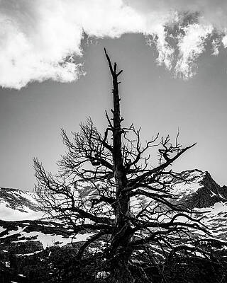 Mountain Photograph - Mountain Hugger by David Fountain