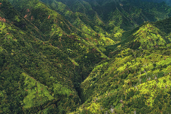 Paradise Photograph - Mountain Jungle - Kauai, Hawaii by Abbie Warnock