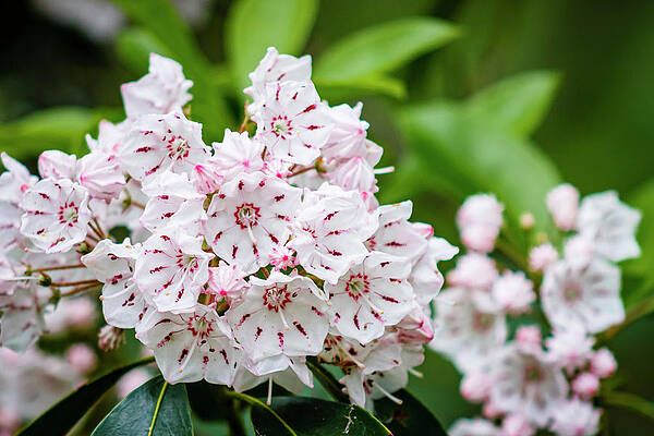 Mountain Photograph - Mountain Laurel by David Fountain