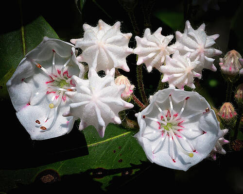 Wall Art featuring the photograph Mountain Laurel by Steven Nelson