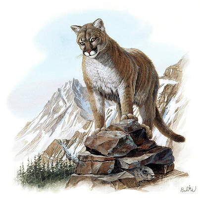 Nature Wall Art featuring the painting Mountain Lion by Don Balke