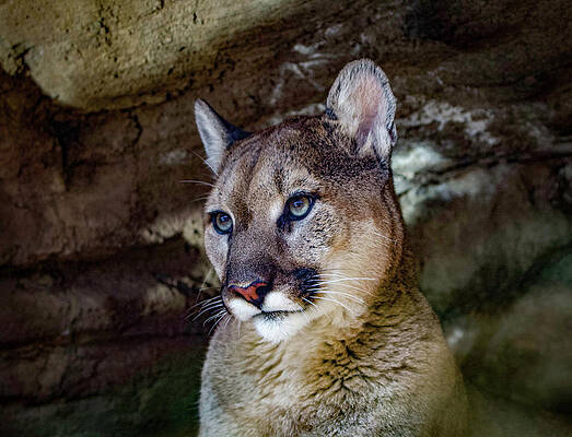 Colorado Wall Art featuring the photograph Mountain Lion by Shirley Dutchkowski