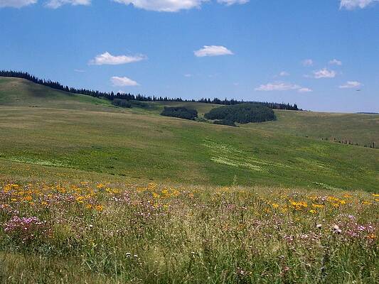 Colorado Wall Art featuring the photograph Mountain Meadow by Amanda R Wright