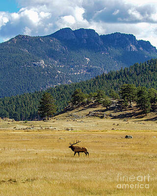 Colorado Wall Art featuring the photograph Mountain Meadow by Shirley Dutchkowski