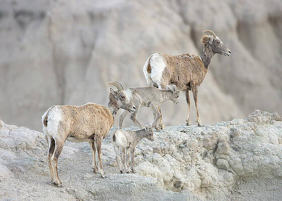 Wall Art featuring the photograph Bighorn Sheep Family On Rocky Terrain by Dan Sproul