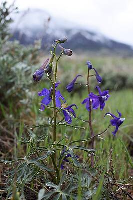 Mountain Spring by Alden White Ballard