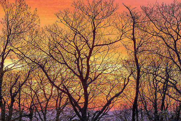 Appalachia Wall Art featuring the photograph Mountain Sunrise Behind The Trees by Theresa D Williams Smoky Mountains