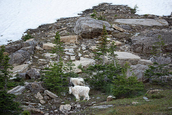 Animal Wall Art featuring the photograph Mountian Goats by Matt Halvorson