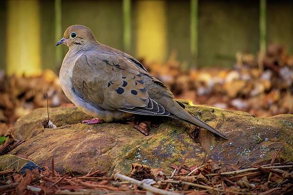 Nature Wall Art featuring the photograph Mourning Dove On A Rock by Jason Fink