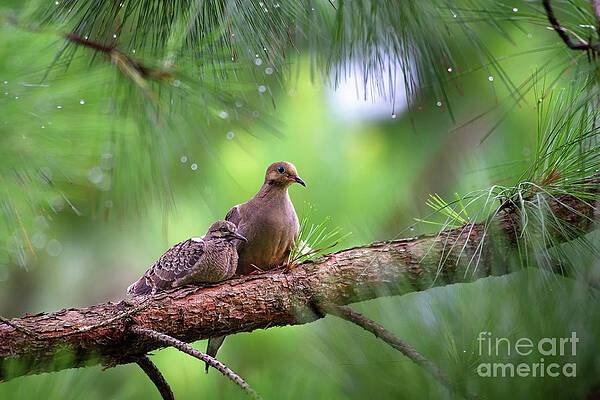 Bird Wall Art featuring the photograph Mourning Doves Sheltering From The Rain by Rehna George
