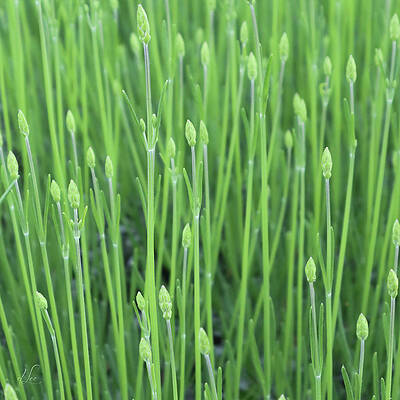 Photograph - Mousetail Plant Spears by D Lee