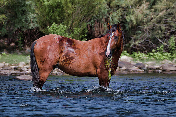 Nature Photograph - Mouthful by American Landscapes