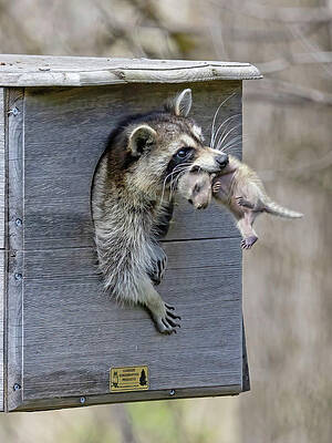 Background Photograph - Moving Out by Gina Fitzhugh