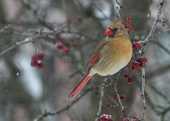 Cardinal Photograph - Mrs. Cardinal by Robert Allen Hill