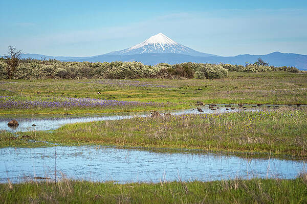 Snow-Capped Mountain and Serene Meadow Photograph