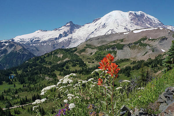 Wall Art featuring the photograph Mt. Rainier With Paintbrush Wildflower by Nancy Gleason