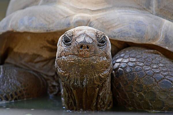 Mud Mask - Aldabra Tortoise by KJ Swan