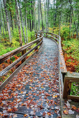 Wildlife Photograph - Mud Pond Trail Boardwalk #4561 by Dan Beauvais
