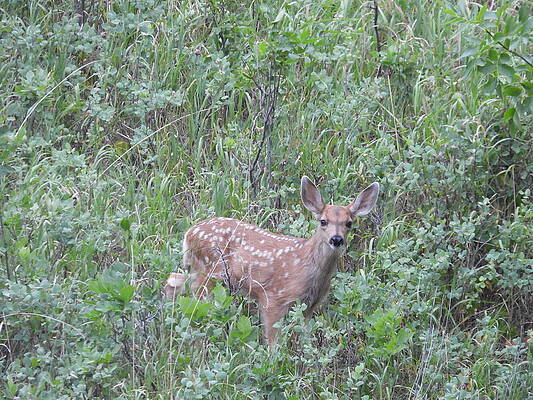 Wildlife Wall Art featuring the photograph Mule Deer Fawn by Amanda R Wright