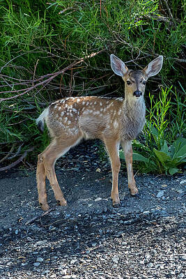 Nature Wall Art featuring the photograph Mule Deer Fawn Portrait by Kelley King