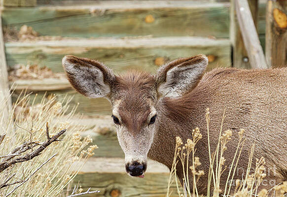 Deer Photograph - Mule Deer by Shirley Dutchkowski
