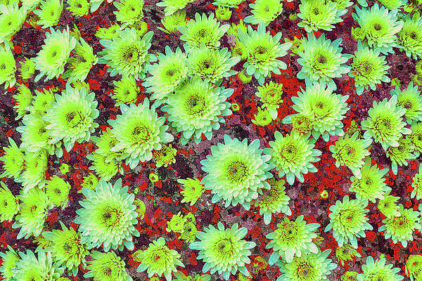 Wall Art featuring the digital art Mums With Lichen Texture by Bruce Block