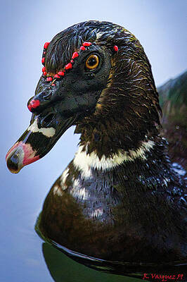 Osprey Wall Art featuring the photograph Muscovy Duck by Rene Vasquez
