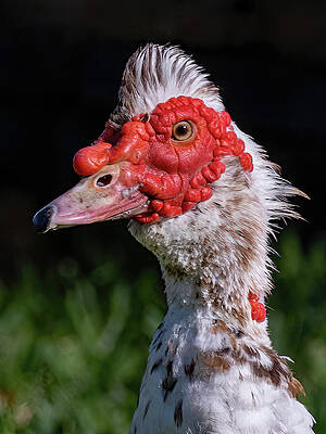 Feather Wall Art featuring the photograph Muscovy Portrait by Gina Fitzhugh