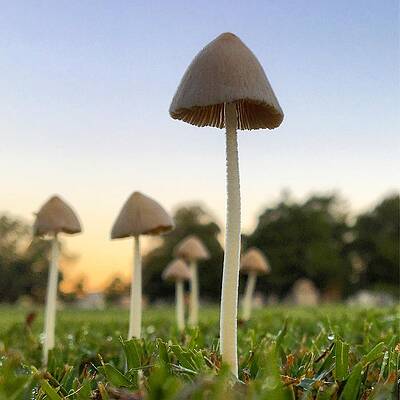 Color Photograph - Mushroom Family by Greg Lane