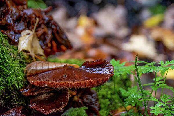 Wild Photograph - Mushroom Grows At The Bottom Of A Tree Trunk by John Twynam
