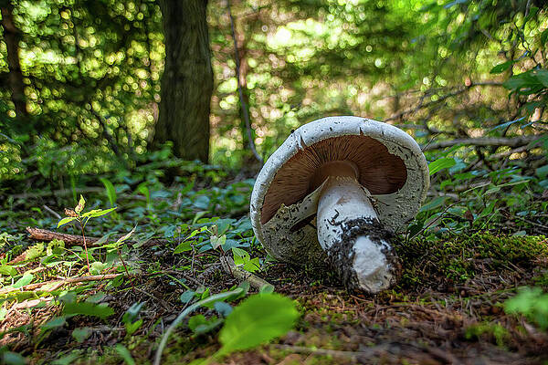 Wild Photograph - Mushroom Grows In A Forest 2 by John Twynam