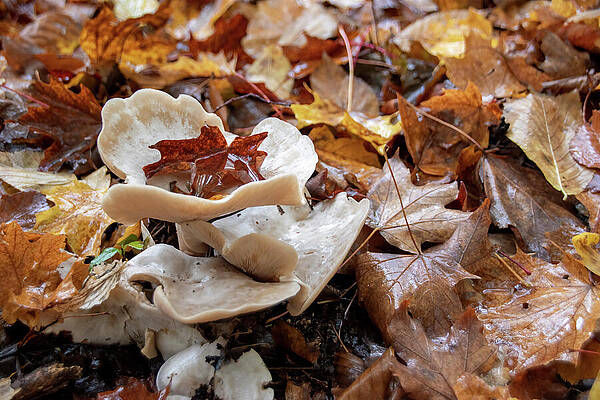 Wild Photograph - Mushroom Grows On An Autumn-coloured Forest Floor by John Twynam