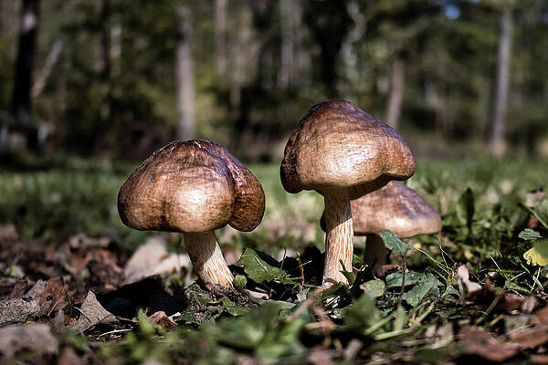 Wall Art featuring the photograph Mushrooms by American Landscapes