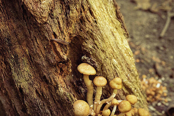Tree Photograph - Mushrooms In Decaying Logs by Robert Niemeier